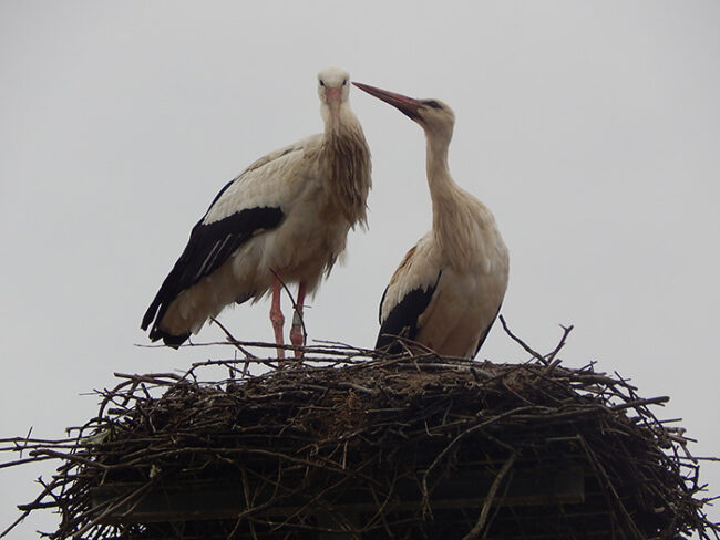 DSCN9889